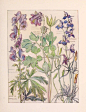 1907年Adams Isabel绘制的《大不列颠群岛的野生花卉图谱》