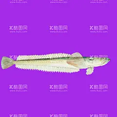 手绘海鱼鱼类  - 源文件下载【酷图网】手绘海鱼鱼类,手绘海洋生物,海鱼鱼类,海鱼,手绘鱼