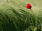 2011年4月8日 Poppy in Field, Geneva