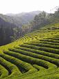 [Boseong茶园] 韩国全罗南道地区 Boseong茶园