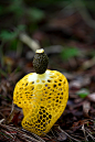 Yellow mushroom by LEE INHWAN on 500px