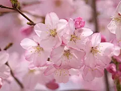 全部尺寸 | 桜 | Flickr - 相片分享！