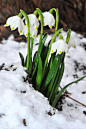 雪片莲（Leucojum vernum），石蒜科植物。花期3-4月。在粉绿色的叶丛中，悬挂着铃铛似的花朵，娇小玲珑，雪白的花瓣，顶端镶嵌着造型美丽的色斑，显得格外亲切可爱。雪片莲在欧洲被当作春天来临的花朵。当它在牧草地整片盛开时，就像在表现大地迎春的喜悦。因此它的花语是“新生”。雪片莲便是被选来祭祀13世纪时，以屡行奇迹而闻名的修女--阿古妮丝的花朵。它是球根类植物，在英国极罕见。