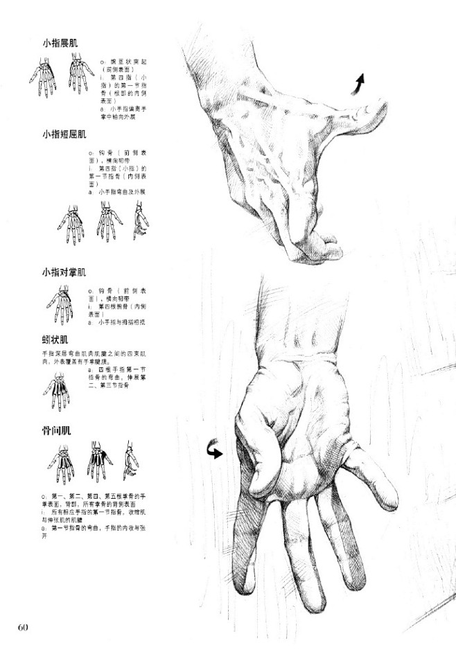 #绘画参考学习#手臂手部肌肉结构