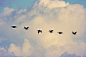 候鸟迁徙, 鹅, 飞行, 天空, 云, 一起, 雁, 旅行, 候鸟, 鸟, 南
