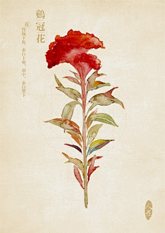 HHj君采集到植物