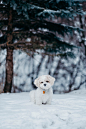 white dog standing on snow field beside tree