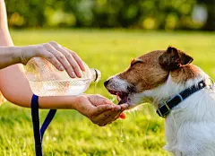 点击来源直接获取大图文件 |Happy dog drinking water from bottle and woman hand