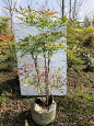 植物认知 | 4月份，花乐园花境植物集锦_景观 :火焰南天竹 35美植袋