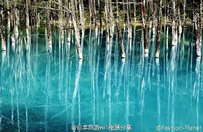 位于日本北海道的美瑛青池Blue Pon...