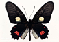 黑色蝴蝶标本8