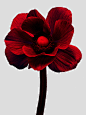 Rouge Anemone - Making Pictures : Rouge Anemone by Sam Hofman.