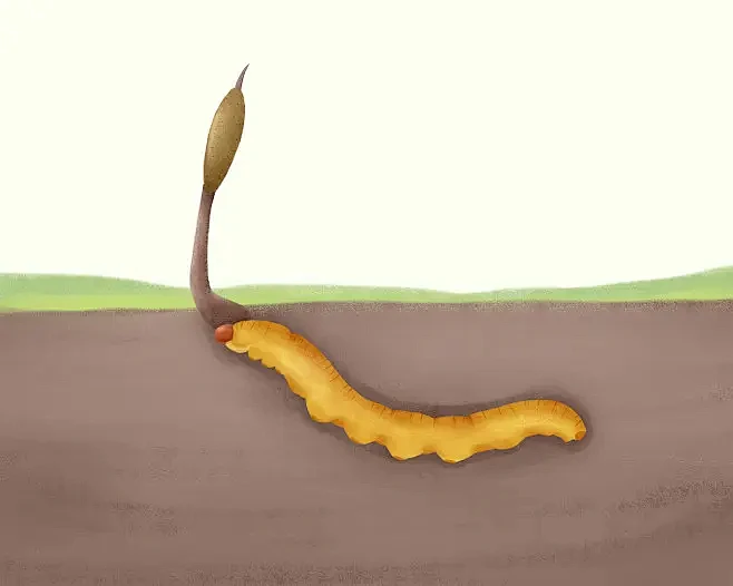 a