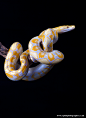 Lavender albino retic 2 by AngiWallace on deviantART