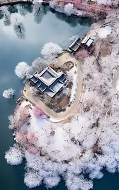 简约树木植物壁纸背景素材图片