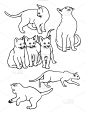 猫,线条,白色背景,可爱的,纯种犬,门诊部,哺乳纲,自然美,动物,坐