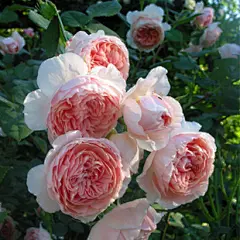 欧洲月季--莫里斯William Morris 扦插月季 欧月苗 小清新藤本苗 _一淘网