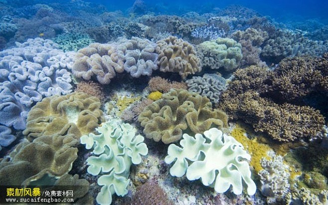 海底生物图片_高清摄影图片_素材风暴(w...