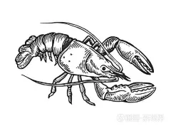 龙虾海动物雕刻向量例证。划板风格模仿。黑白手绘图像