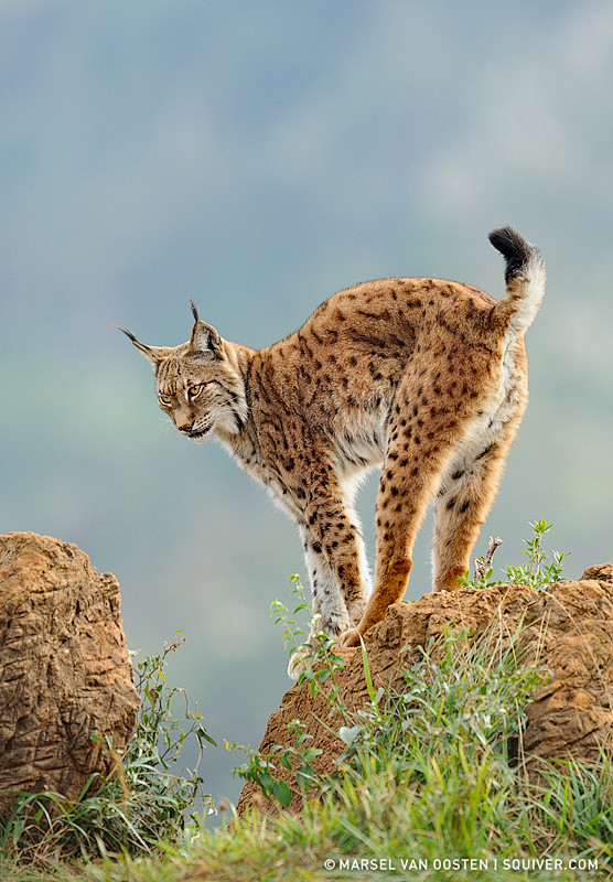 Photograph Wildlife ...