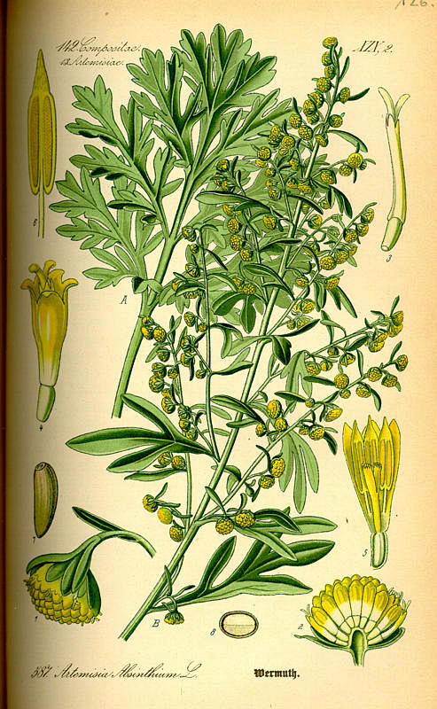 Artemisia absinthium...