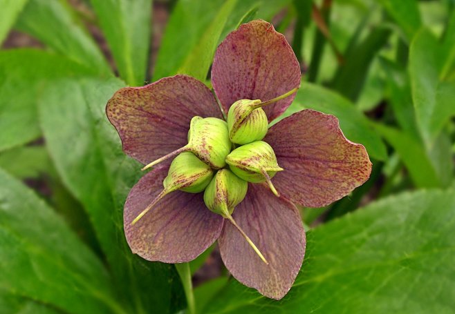 五颜六色的藜芦鲜花