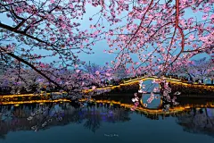 无锡鼋头渚樱花