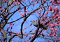 夏季树枝上的鸟图片 
尺寸：2950x2094 
图片编号：9774-278601
