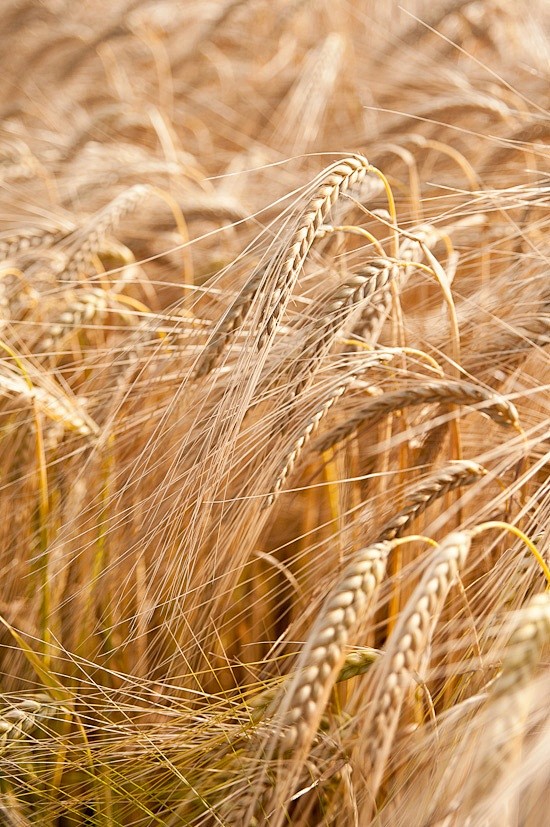 昊昊然从香水百合转采于2016-02-29 19:10:43小麦#摄影比赛#唯美自然