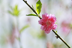 淡淡花香朵儿采集到花开六月