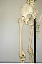 Skeleton_0089
