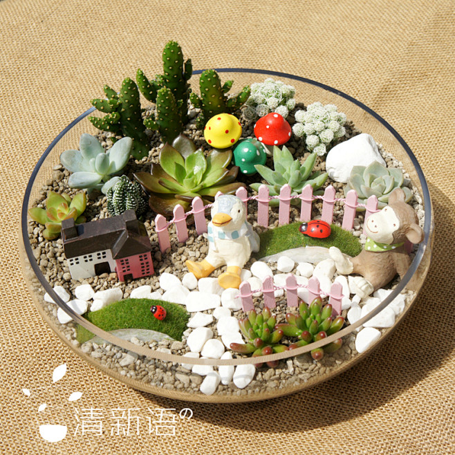 【摩尔庄园】多肉套餐 多肉植物 创意礼品...