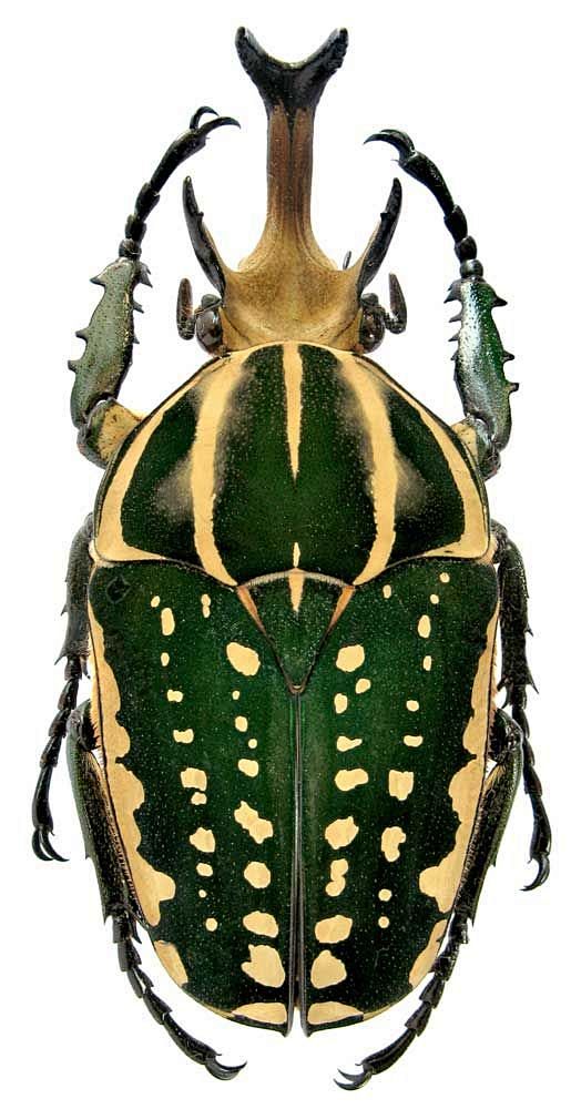 Beetle, Mecynorhina ...