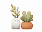 Succulents gif plants