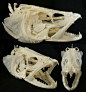 各种鱼类的头骨，可以算是动物界里拥有最复... 来自狮鸢 - 微博
