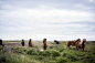 nature farm animals horses