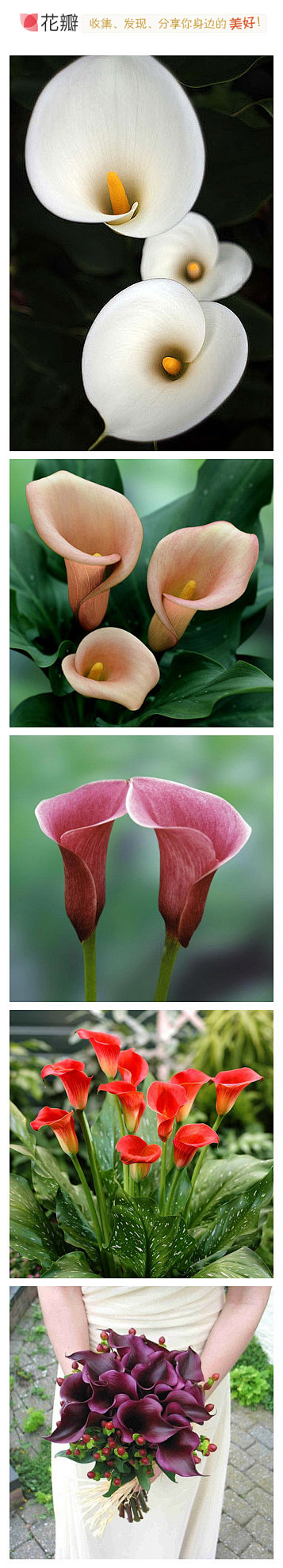 #花瓣花语录#马蹄莲Calla lily...