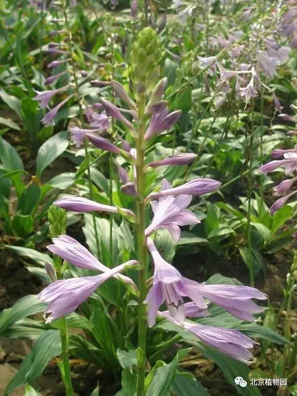 东北玉簪（Hosta ensata）