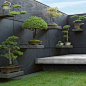 #Bonsai #japanesegarden Tiziano Codiferro Master gardener www.codifderro.it