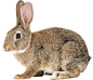 兔子透明背景