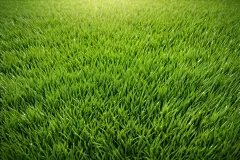 自然风景草地图片