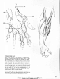 动态素描_手部结构(3) | 火神CG工场 | 火神培训