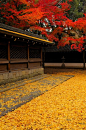 秋季地毯高丽神社，京都，日本御霊神社京都