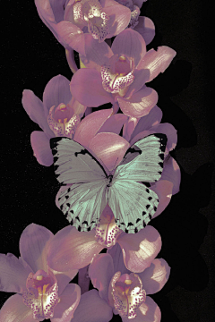 XUNLU葩葩采集到花