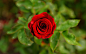 General 2560x1600 flowers rose red flowers nature blurred