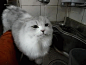 Hey look, everyone! It’s a cat, drinking water! Terrific!