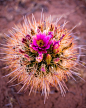 Cactus-Bloom  仙人掌开花