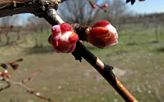 春天里含苞待放的花蕾壁纸桌面壁纸4