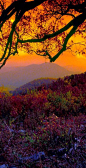 Autumn at Shenandoah National Park in the Blue Ridge Mountains of Virginia