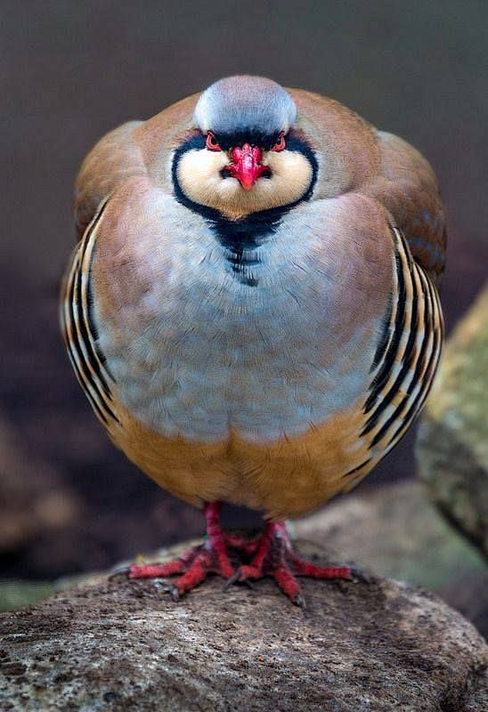 munan15:

Chukar Par...